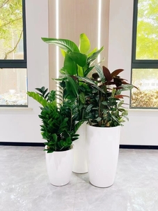 余姚植物租摆服务好在哪？这里给你详细揭秘